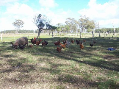 chacra en venta, excelente ubicacion, venta, chacra, oportunidad, 13 hectareas - tdp4769h