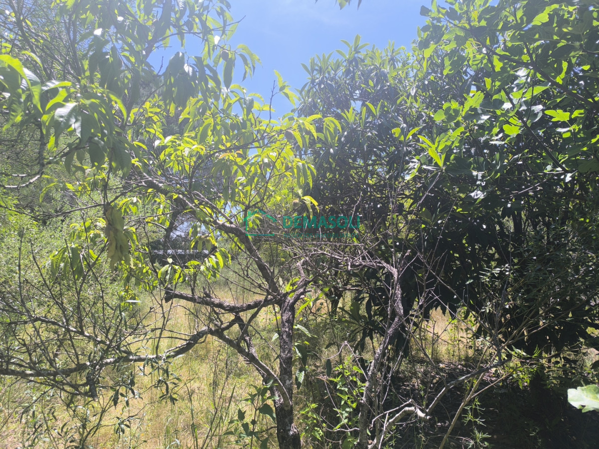 Chacra ID.1376 - 3 has 3120 m2 chacra con casas y Piscina a pocos minutos de Pan de Azúcar, Maldonado 