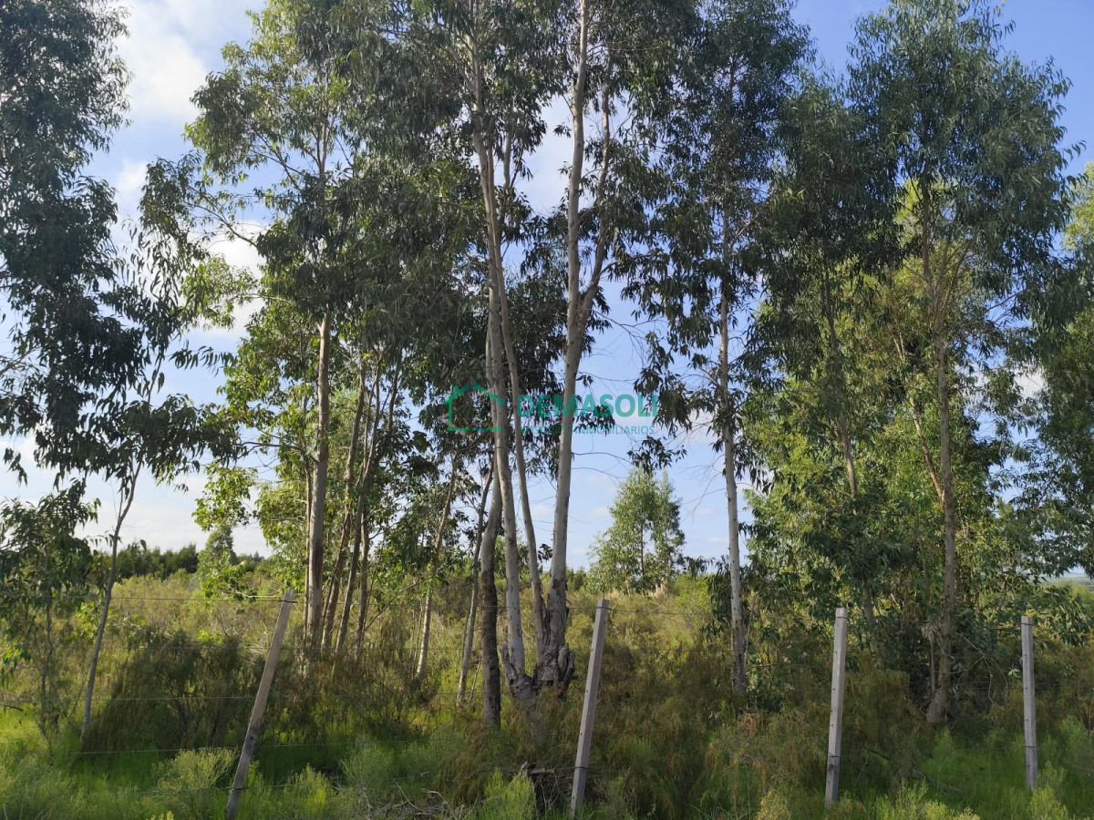 Chacra ID.1226 - Se venden chacras de 5has  en proximidades de Pan de Azúcar. 
