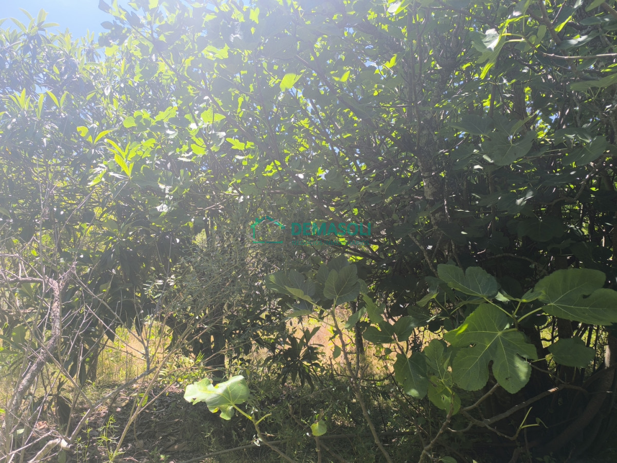 Chacra ID.1376 - 3 has 3120 m2 chacra con casas y Piscina a pocos minutos de Pan de Azúcar, Maldonado 