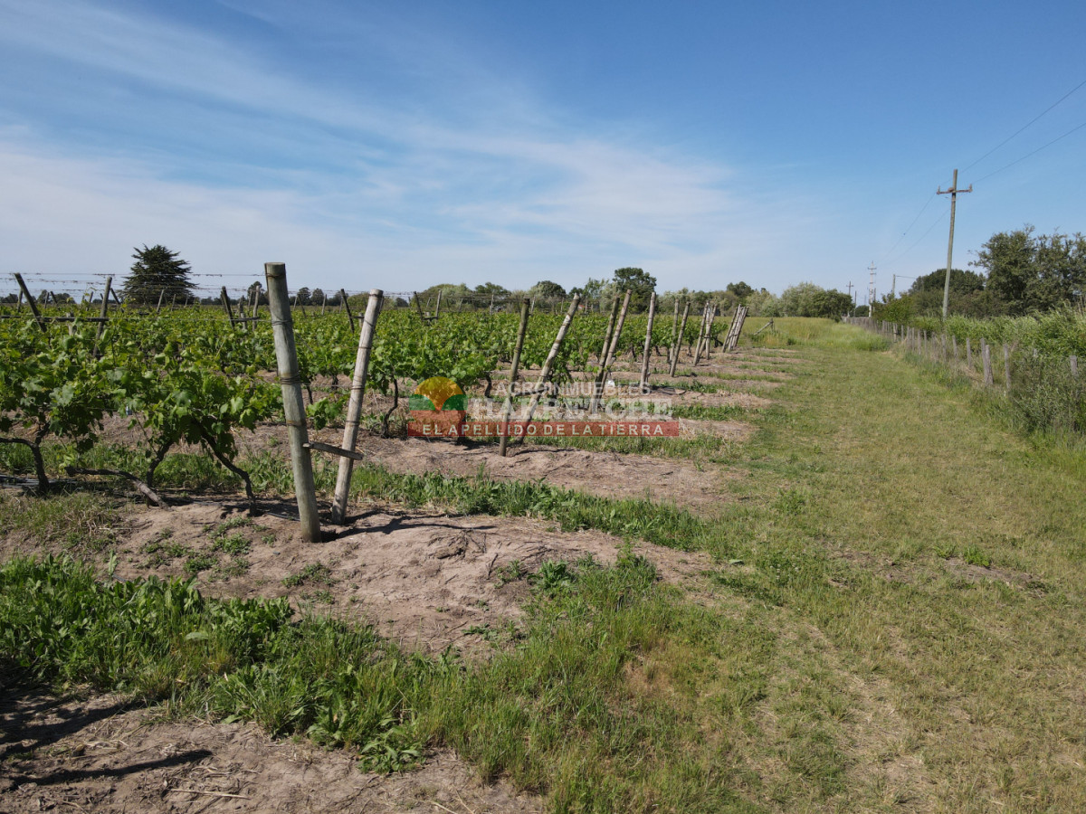 Chacra ID.491 - Chacra en Los Cerrillos, 3 has con pequeño viñedo! 