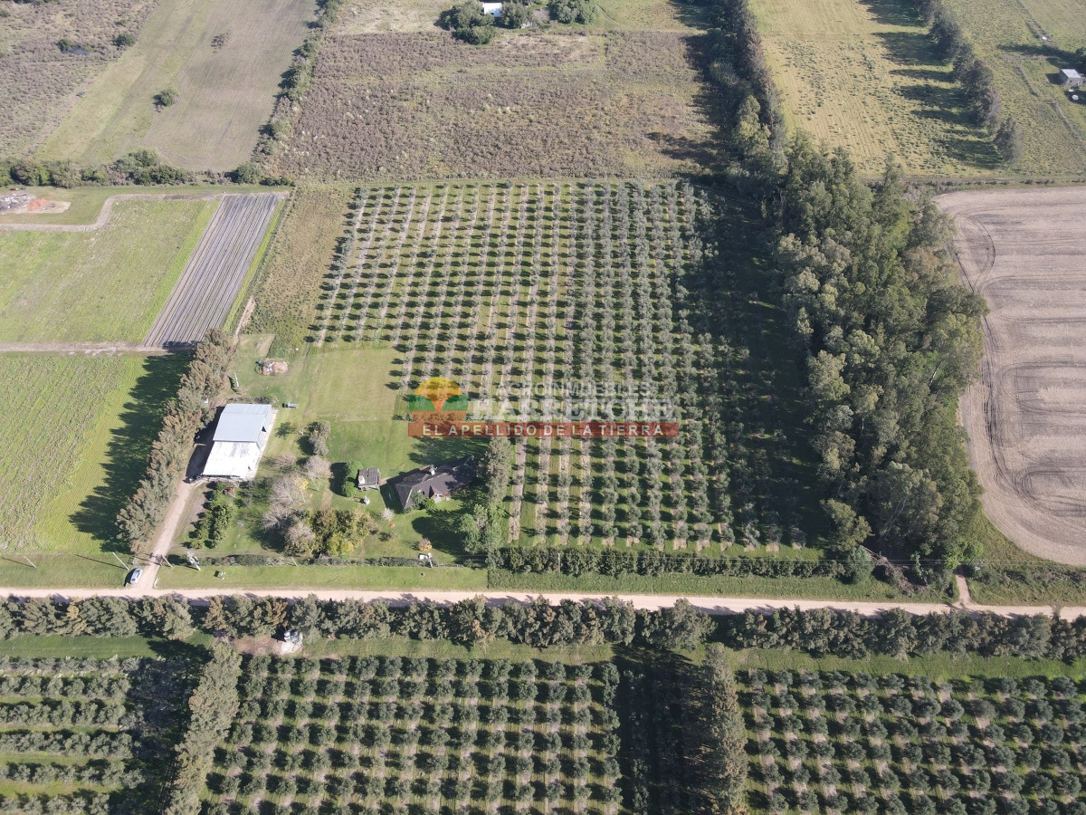 Chacra ID.474 - Campo de Olivos en venta, con fábrica de aceite y casa de ensueño