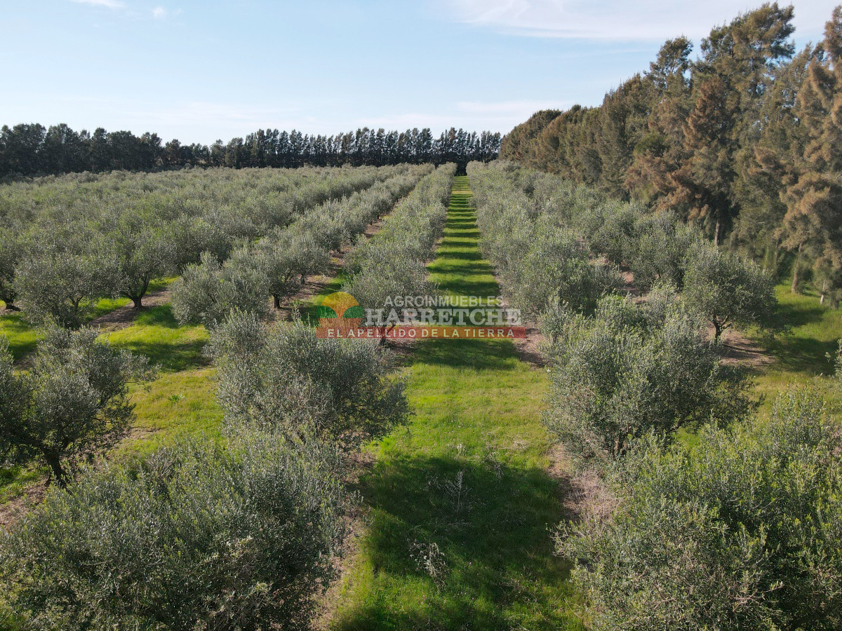 Chacra ID.474 - Campo de Olivos en venta, con fábrica de aceite y casa de ensueño
