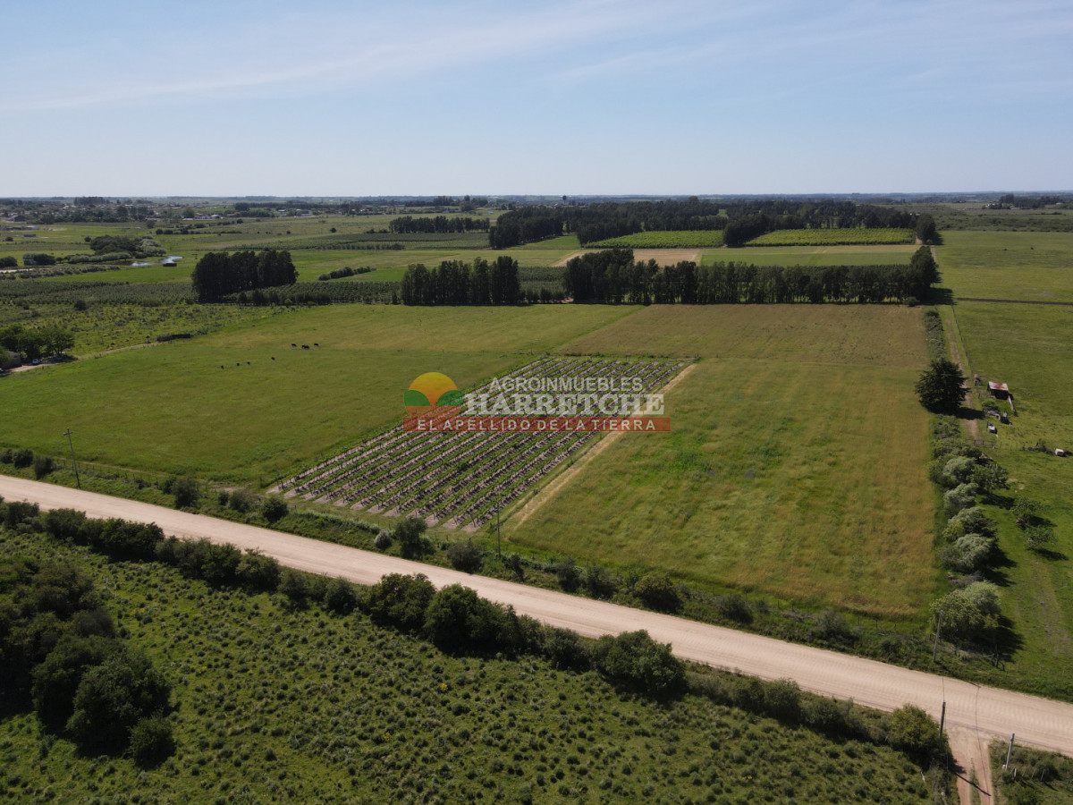 Chacra ID.491 - Chacra en Los Cerrillos, 3 has con pequeño viñedo! 