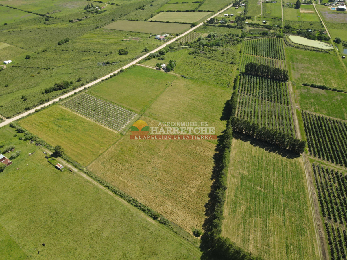 Chacra ID.491 - Chacra en Los Cerrillos, 3 has con pequeño viñedo! 