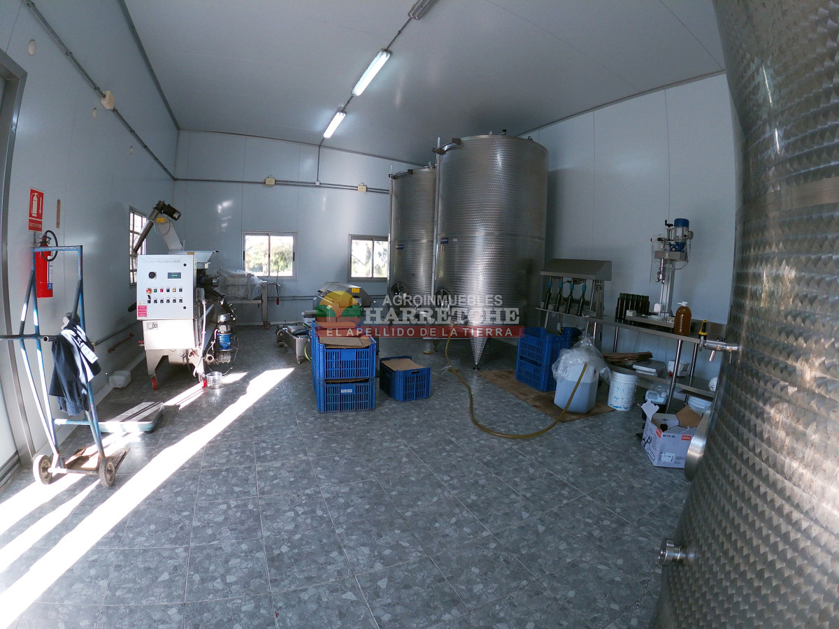 Chacra ID.474 - Campo de Olivos en venta, con fábrica de aceite y casa de ensueño