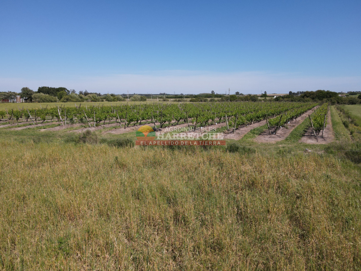 Chacra ID.491 - Chacra en Los Cerrillos, 3 has con pequeño viñedo! 