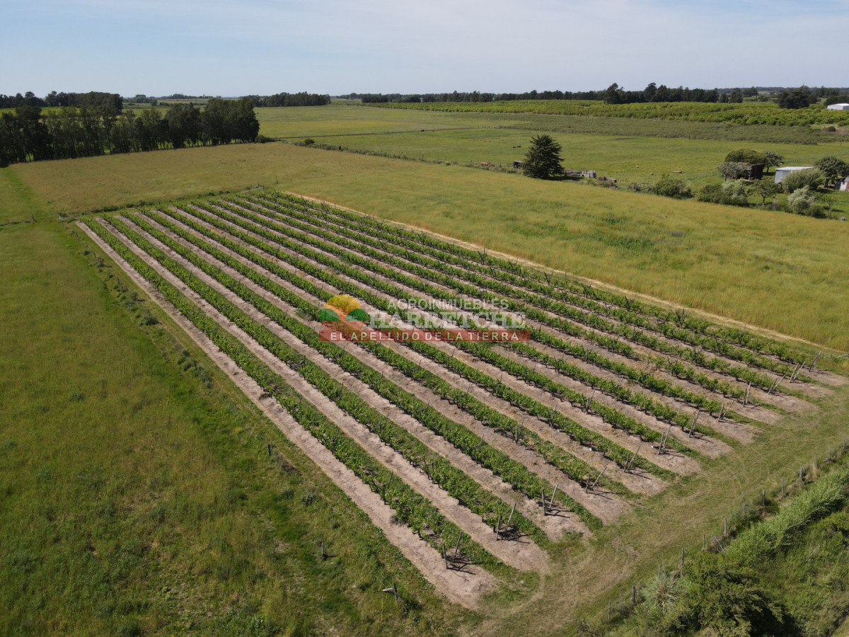 Chacra ID.491 - Chacra en Los Cerrillos, 3 has con pequeño viñedo! 