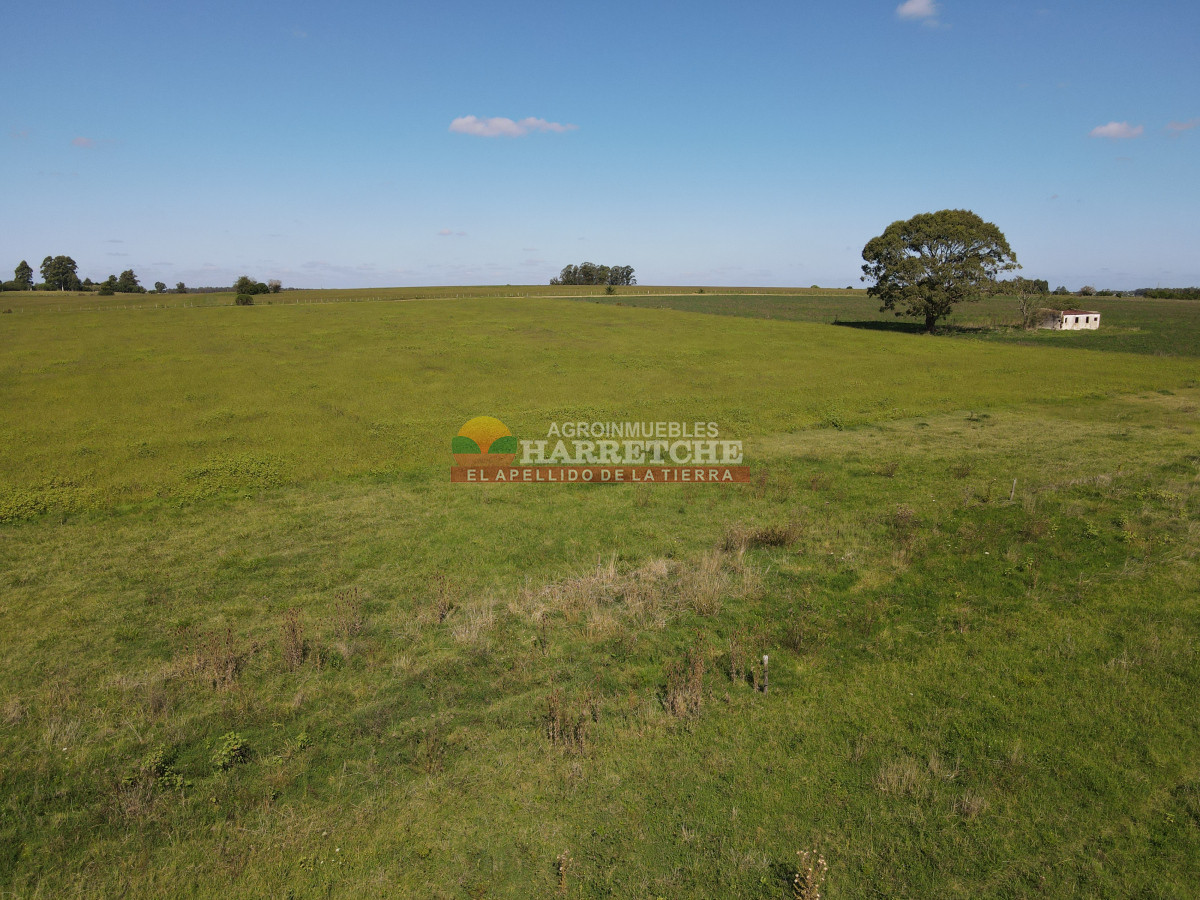 Chacra ID.444 - Chacra en Los Cerrillos, 5.4 has con cañada, predio alto y limpio, dueño financia!