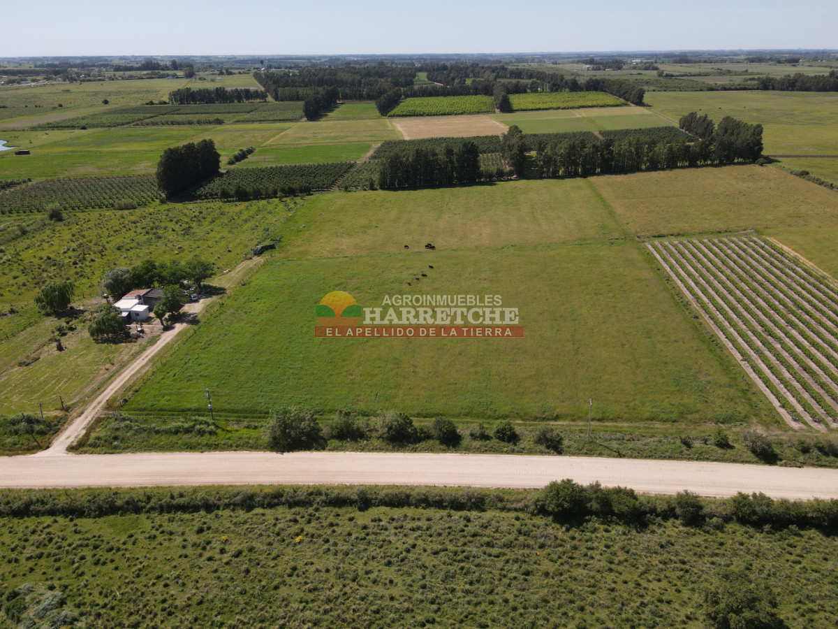 Chacra ID.491 - Chacra en Los Cerrillos, 3 has con pequeño viñedo! 