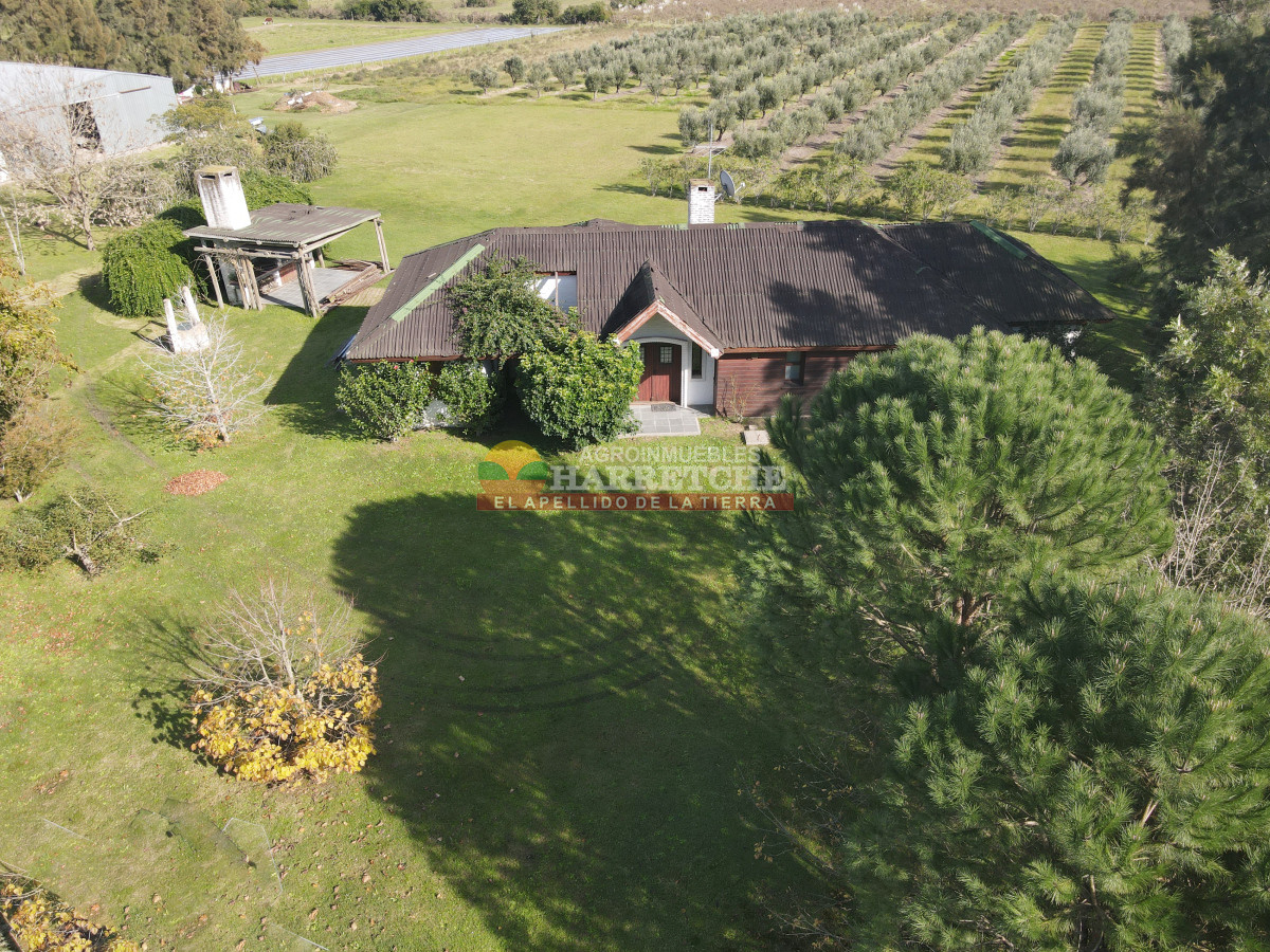 Chacra ID.474 - Campo de Olivos en venta, con fábrica de aceite y casa de ensueño