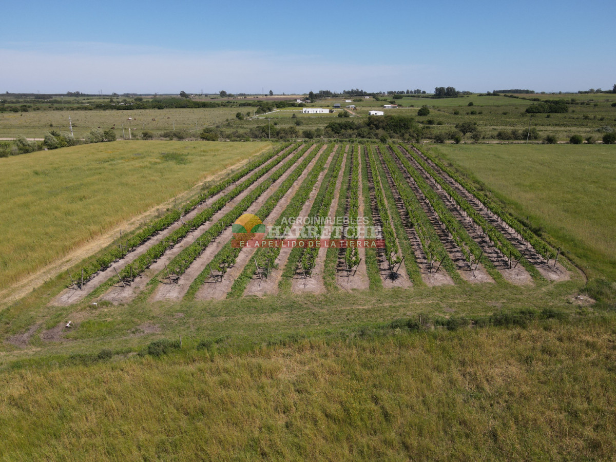 Chacra ID.491 - Chacra en Los Cerrillos, 3 has con pequeño viñedo! 