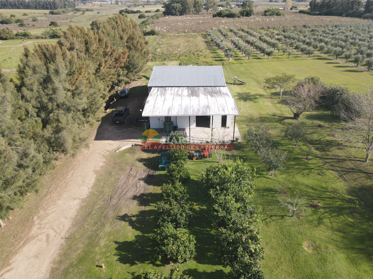 Chacra ID.474 - Campo de Olivos en venta, con fábrica de aceite y casa de ensueño