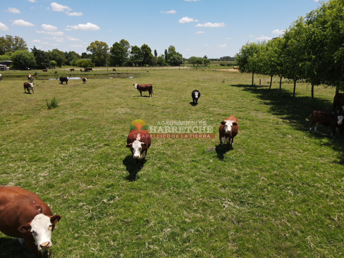 Chacra ID.431 - Chacra en Los Cerrillos, 5.7 has, Casa, barbacoa, galpones. 