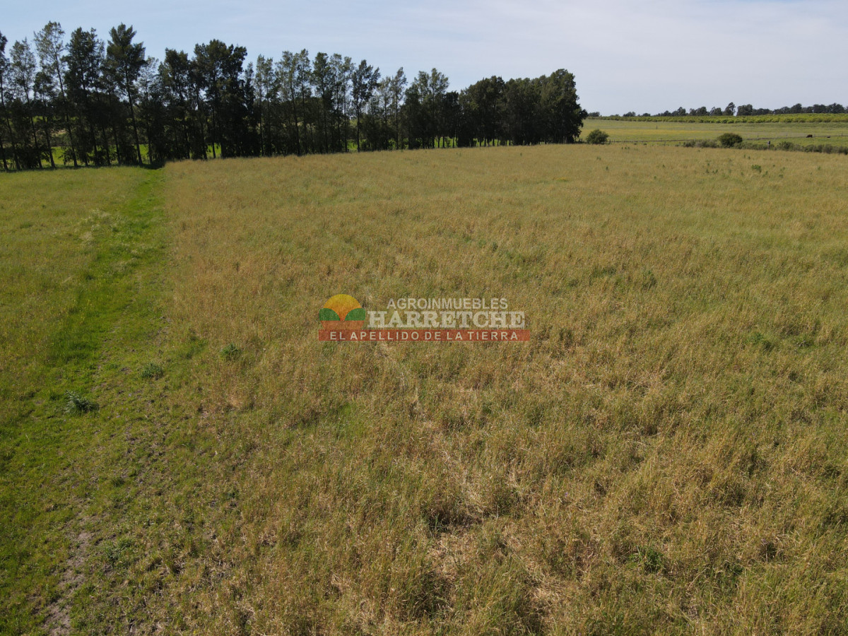 Chacra ID.491 - Chacra en Los Cerrillos, 3 has con pequeño viñedo! 