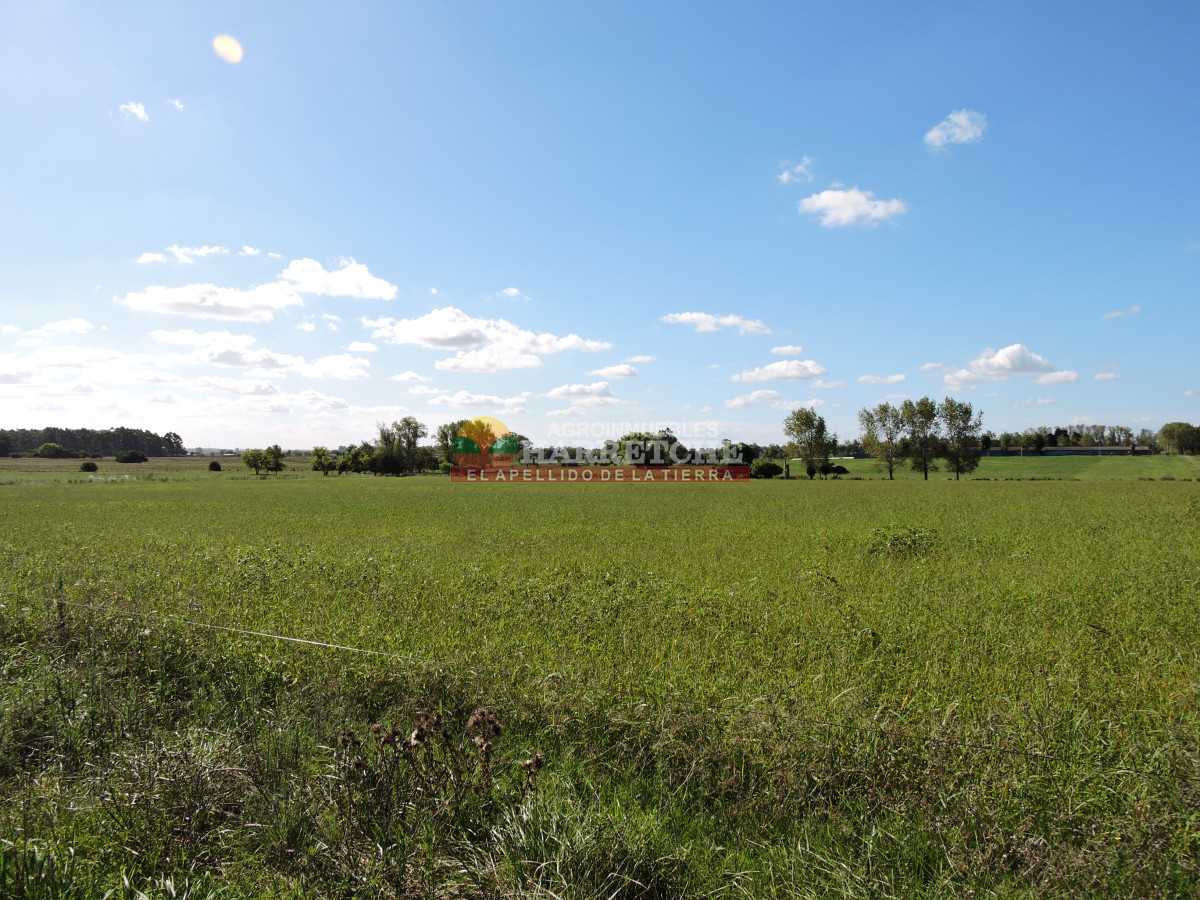 Chacra ID.444 - Chacra en Los Cerrillos, 5.4 has con cañada, predio alto y limpio, dueño financia!