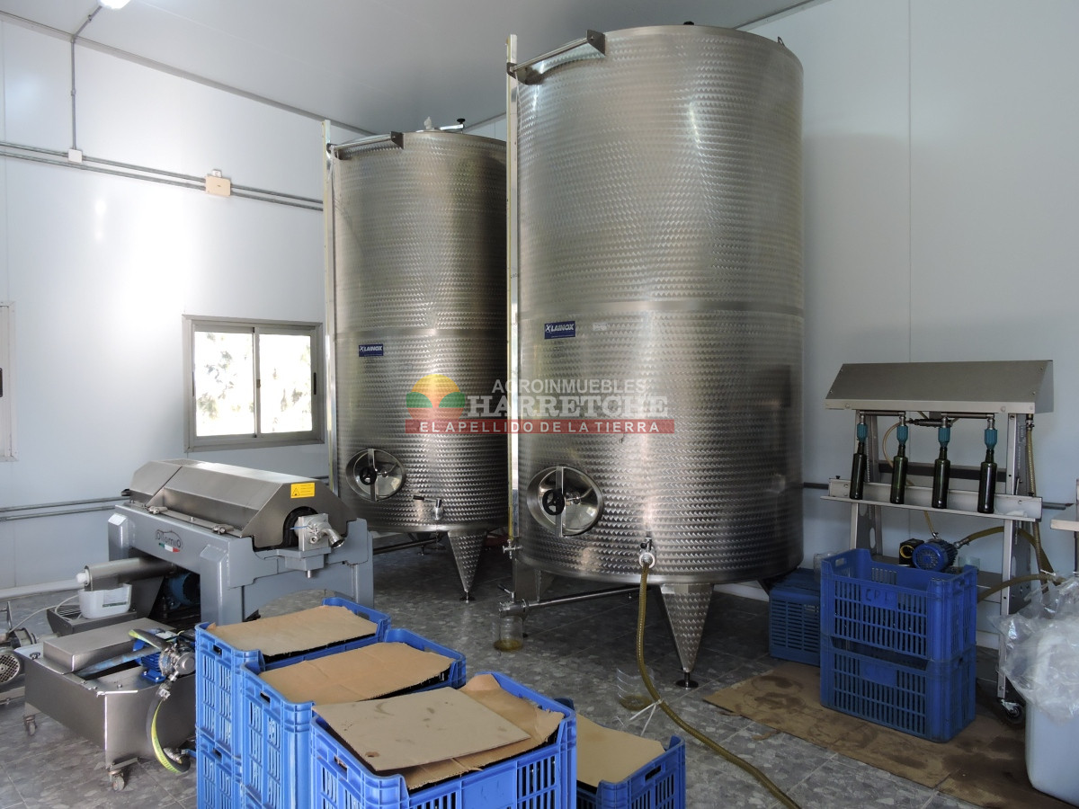 Chacra ID.474 - Campo de Olivos en venta, con fábrica de aceite y casa de ensueño