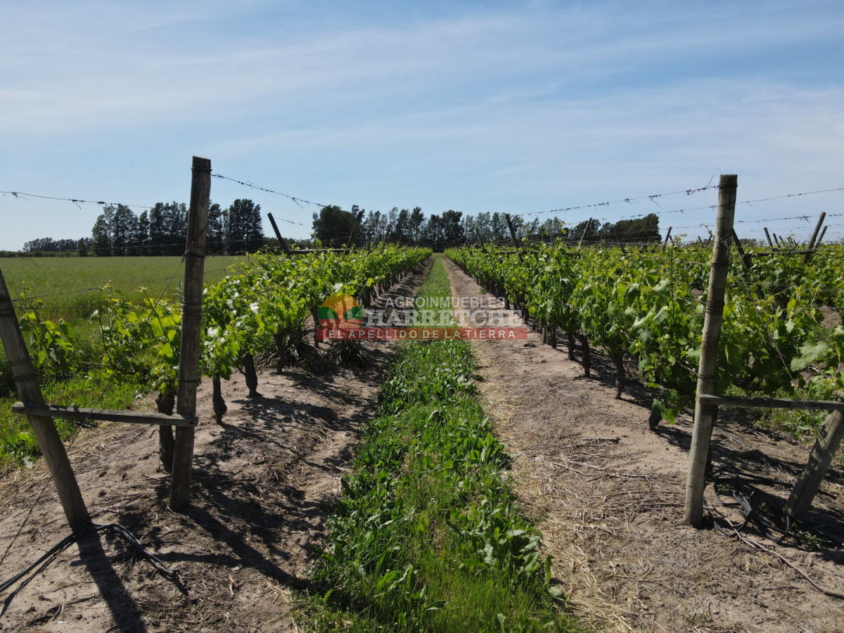 Chacra ID.493 - Chacra en Los Cerrillos, 4 has con casa, galpón, arroyo!