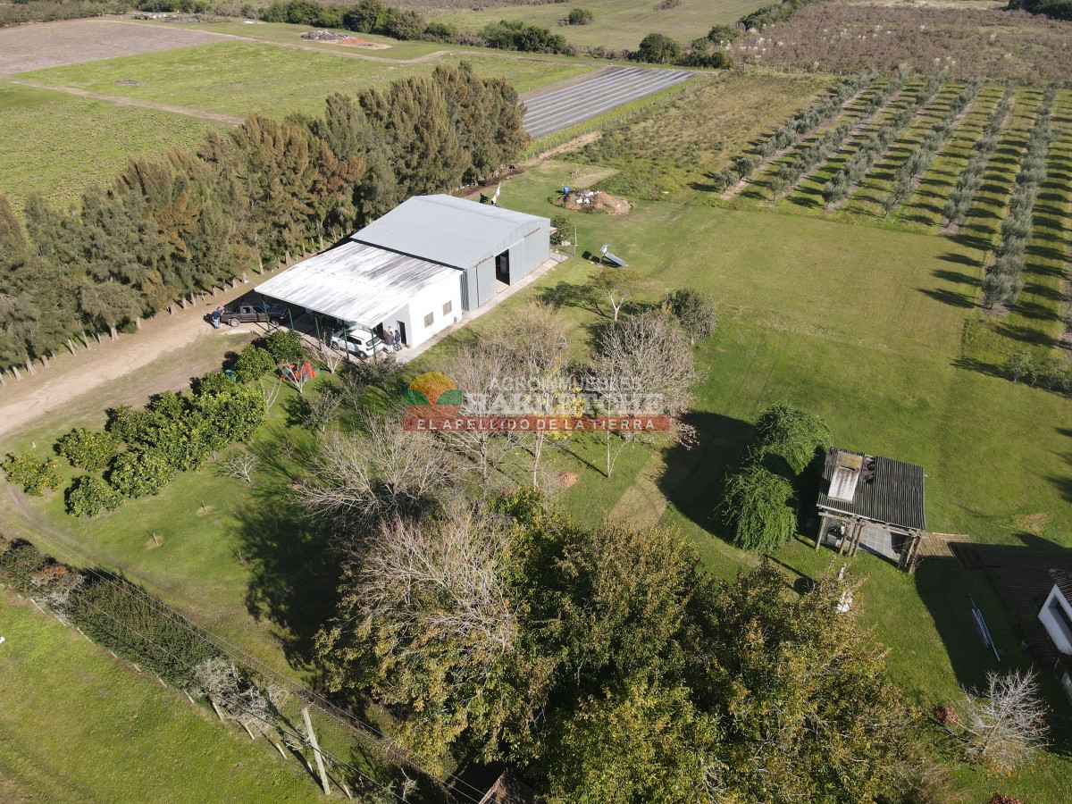 Chacra ID.474 - Campo de Olivos en venta, con fábrica de aceite y casa de ensueño
