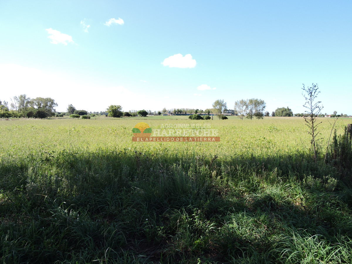 Chacra ID.444 - Chacra en Los Cerrillos, 5.4 has con cañada, predio alto y limpio, dueño financia!