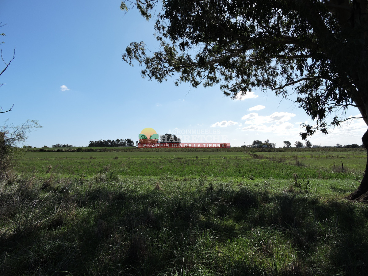 Chacra ID.444 - Chacra en Los Cerrillos, 5.4 has con cañada, predio alto y limpio, dueño financia!