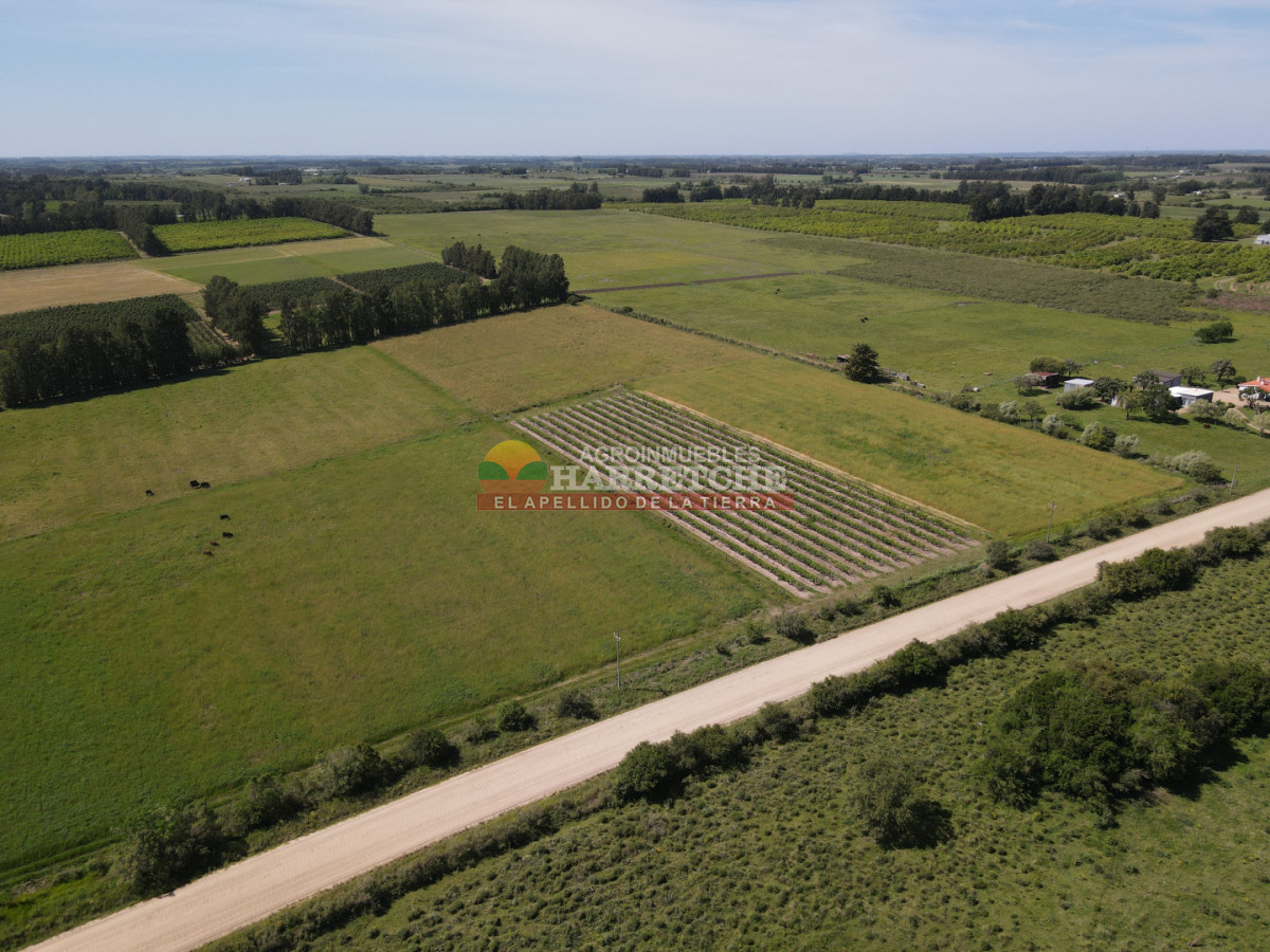 Chacra ID.491 - Chacra en Los Cerrillos, 3 has con pequeño viñedo! 