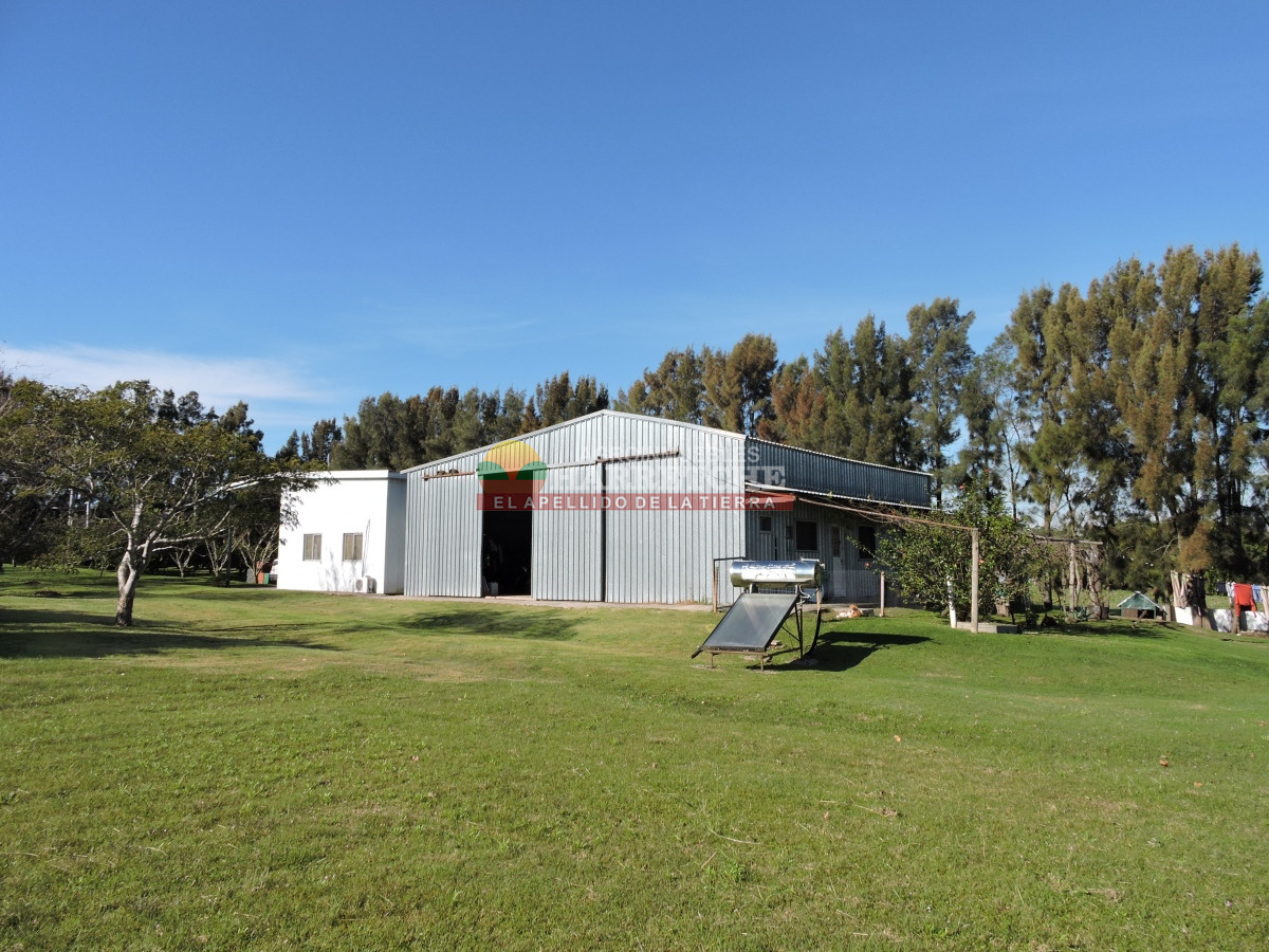 Chacra ID.474 - Campo de Olivos en venta, con fábrica de aceite y casa de ensueño