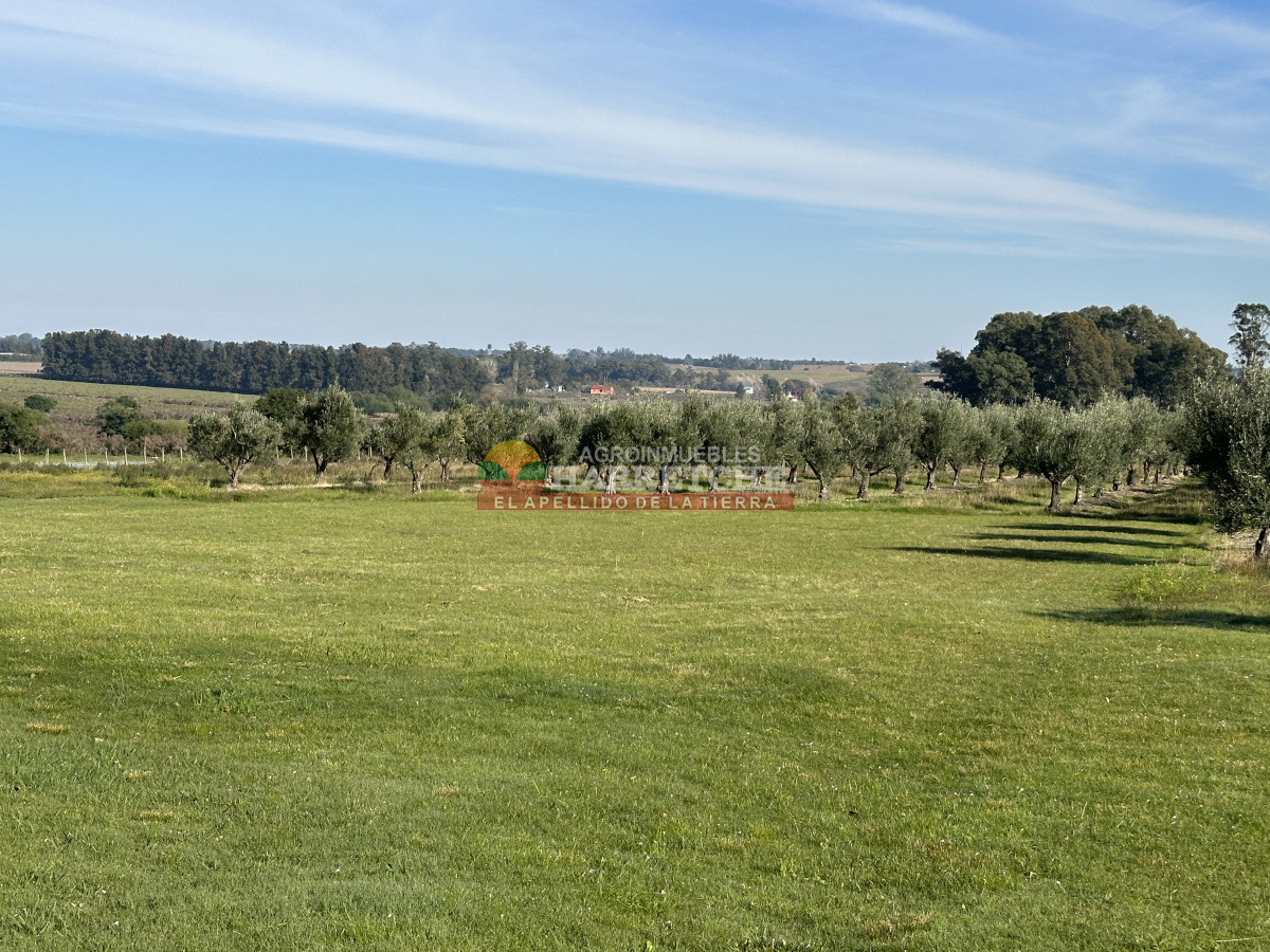 Chacra ID.474 - Campo de Olivos en venta, con fábrica de aceite y casa de ensueño