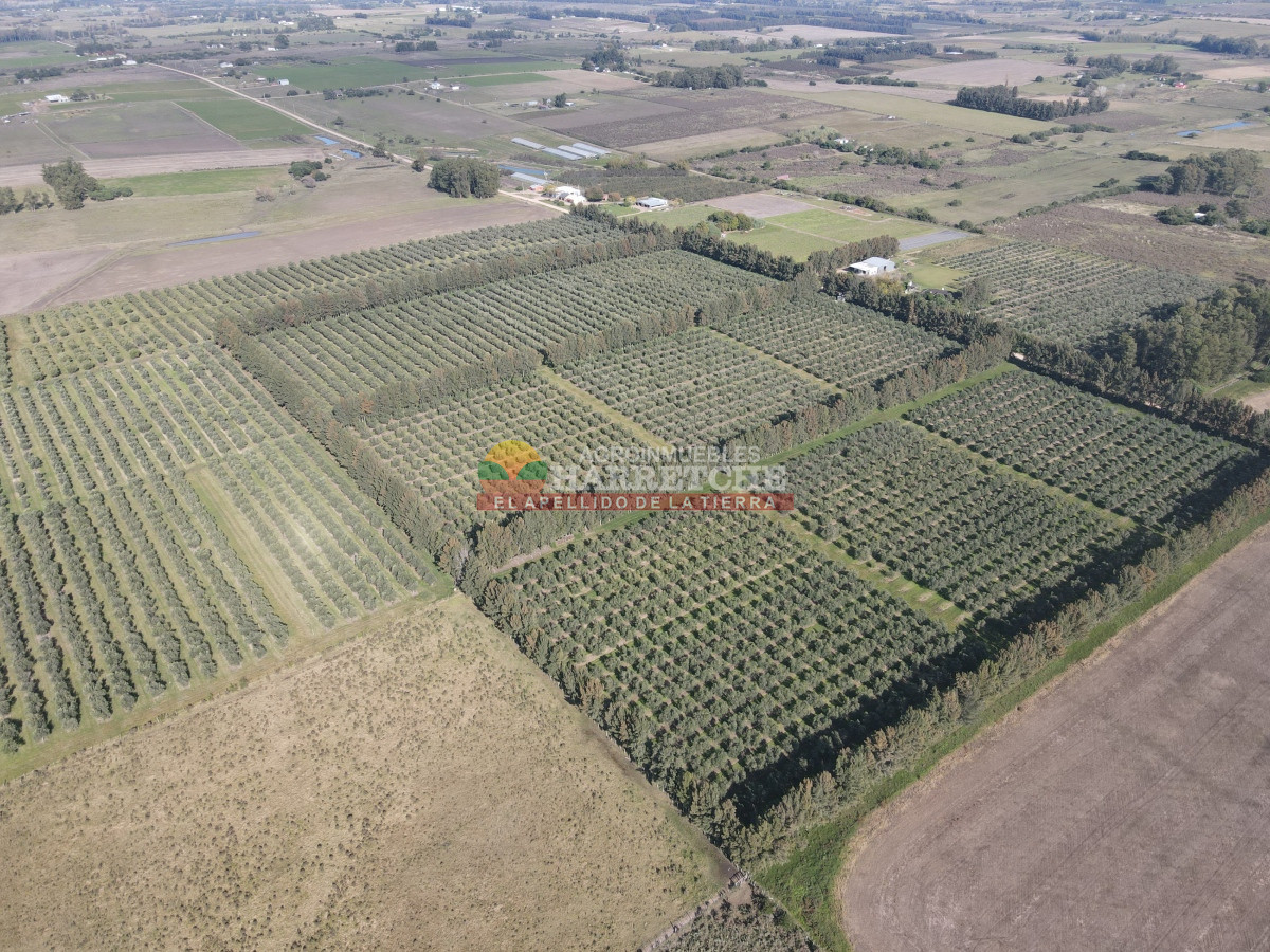 Chacra ID.474 - Campo de Olivos en venta, con fábrica de aceite y casa de ensueño