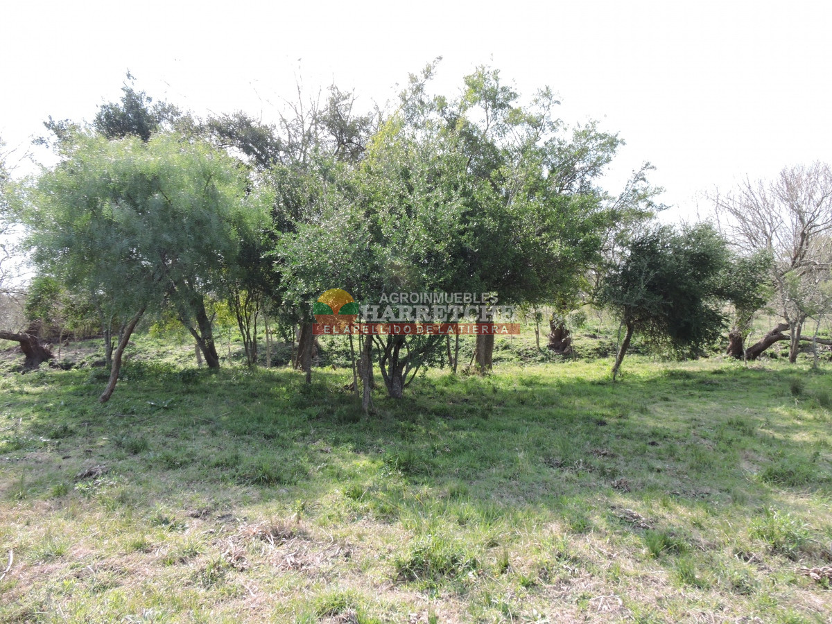 Chacra ID.332 - Chacra en venta Los Cerrillos, 1 has con casa de dos dormitorios