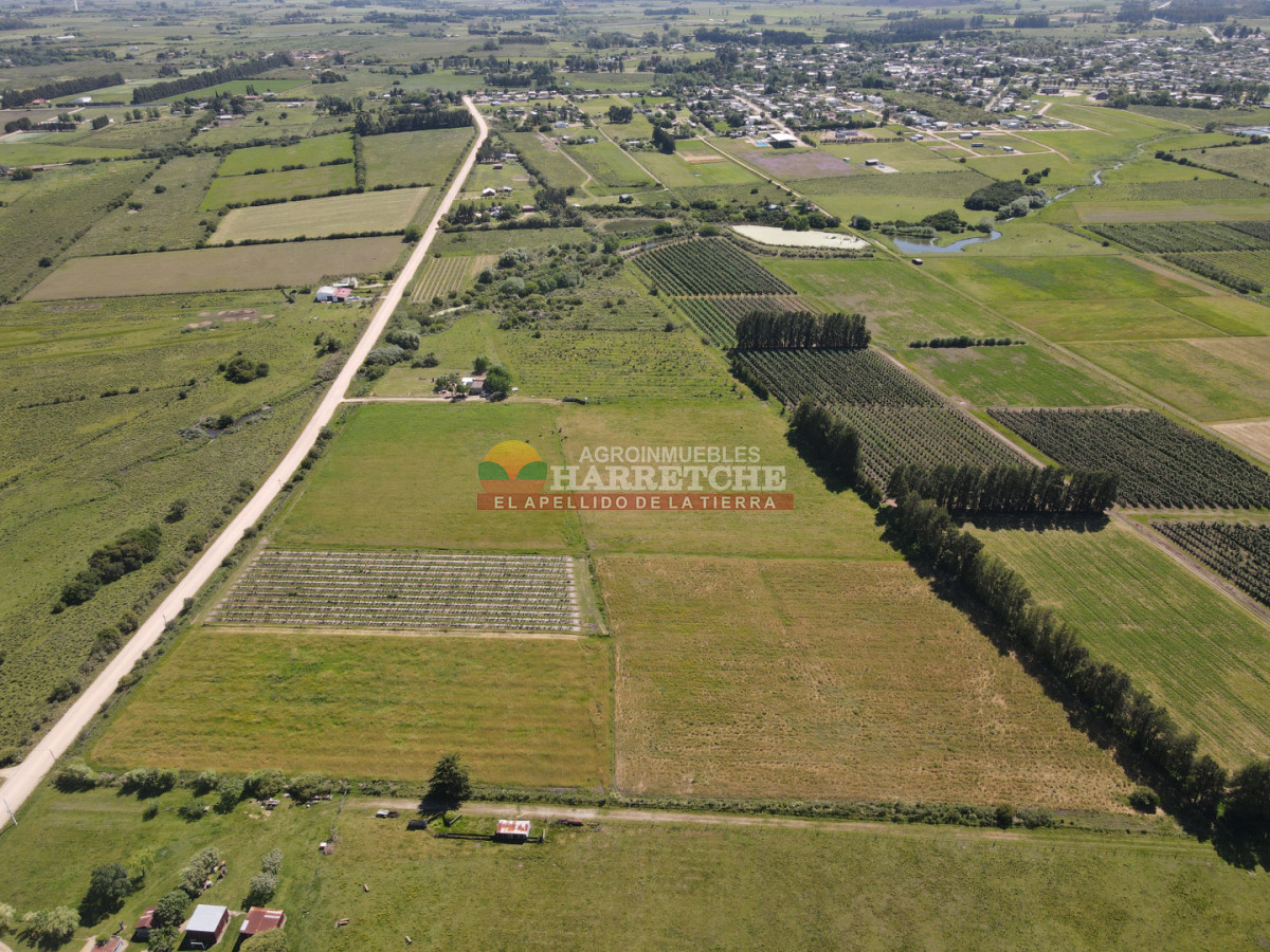 Chacra ID.491 - Chacra en Los Cerrillos, 3 has con pequeño viñedo! 
