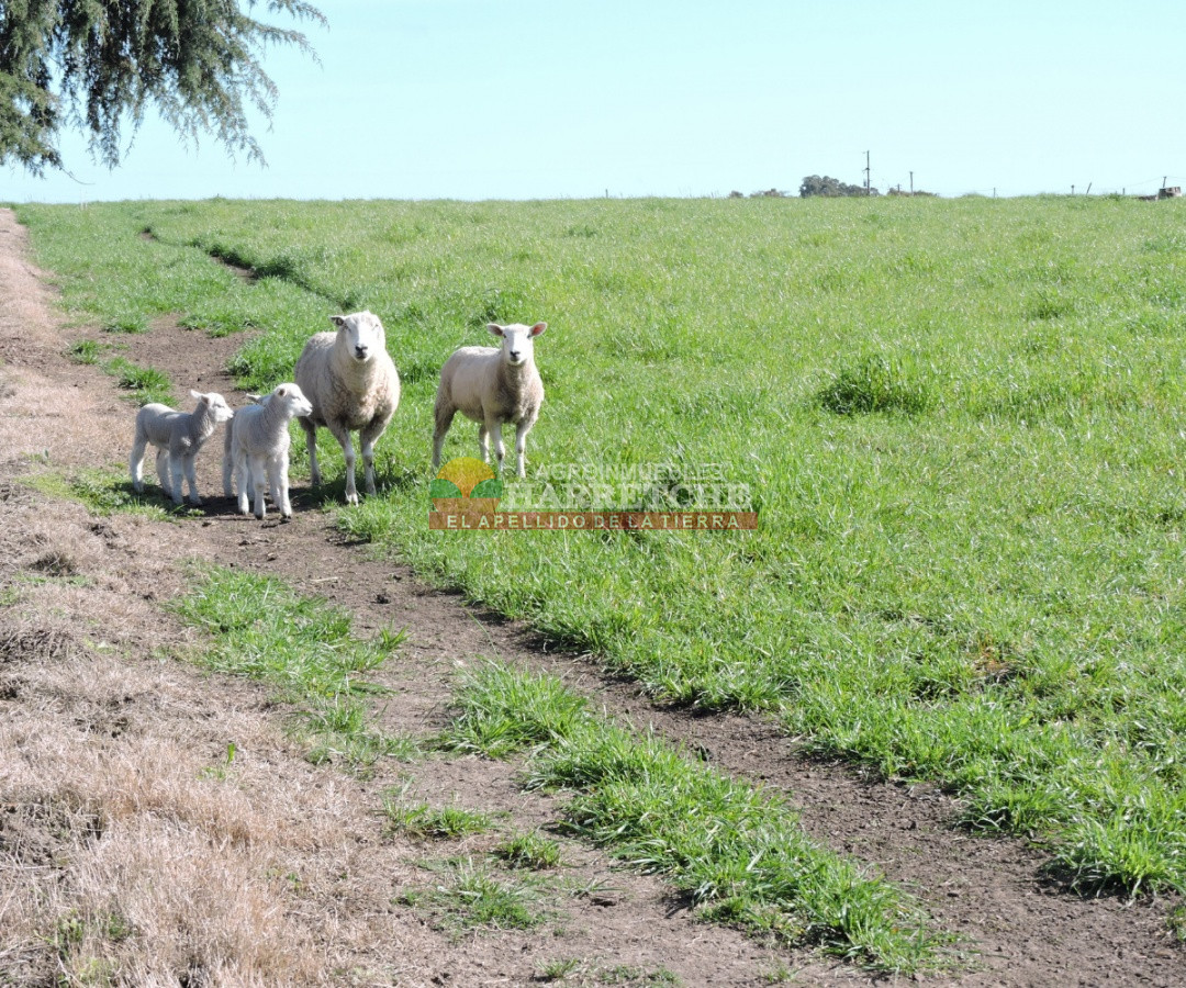 Campo Ref.263 - Campo en venta 18 has  Canelones, con todas las instalaciones! 