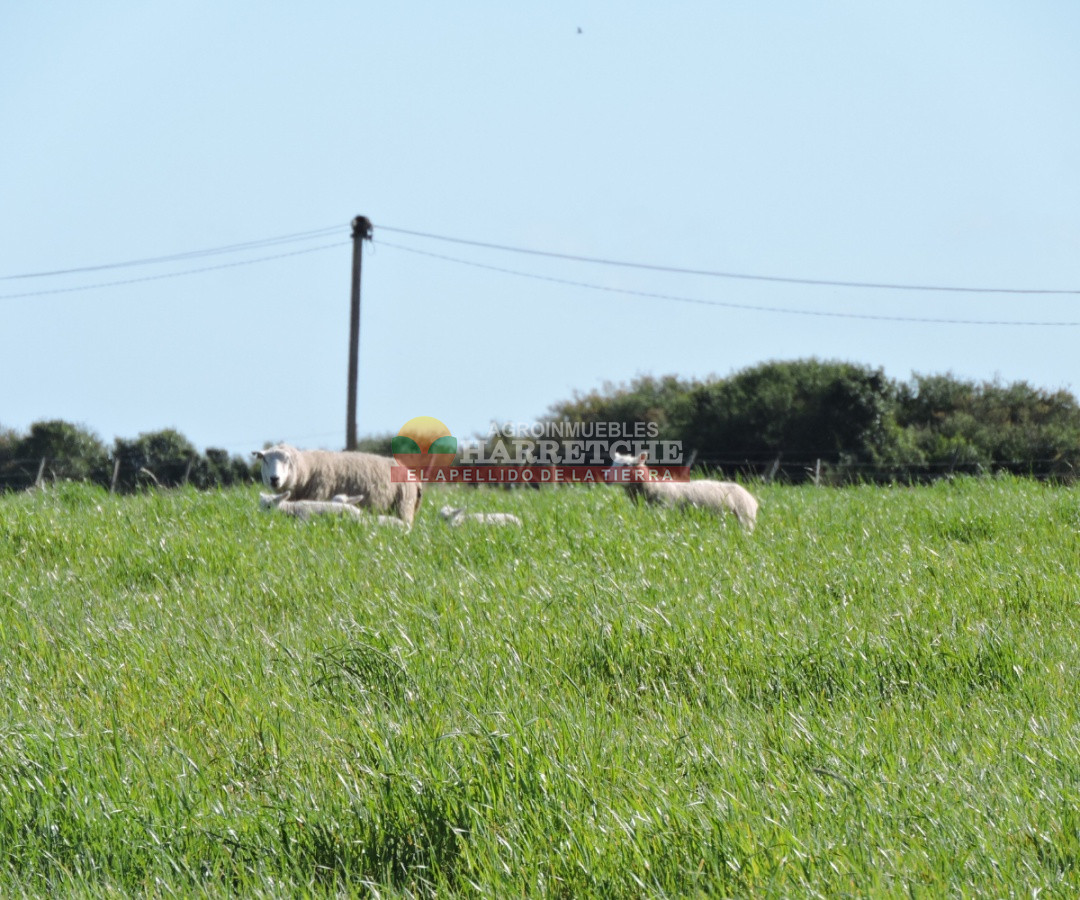 Campo Ref.263 - Campo en venta 18 has  Canelones, con todas las instalaciones! 
