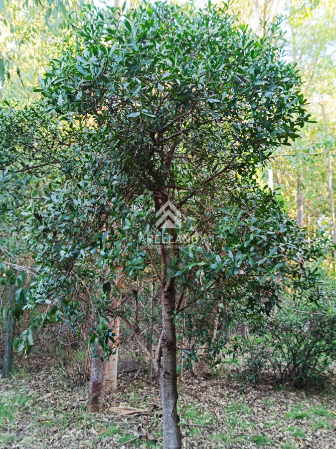 Terreno ID.5270 - Venta lote cercado en sauce de portezuelo