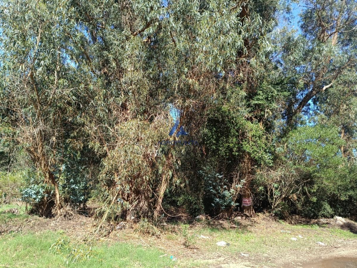 Sauce de Portezuelo - GoPunta - Portal Inmobiliario de Punta del Este - Maldonado