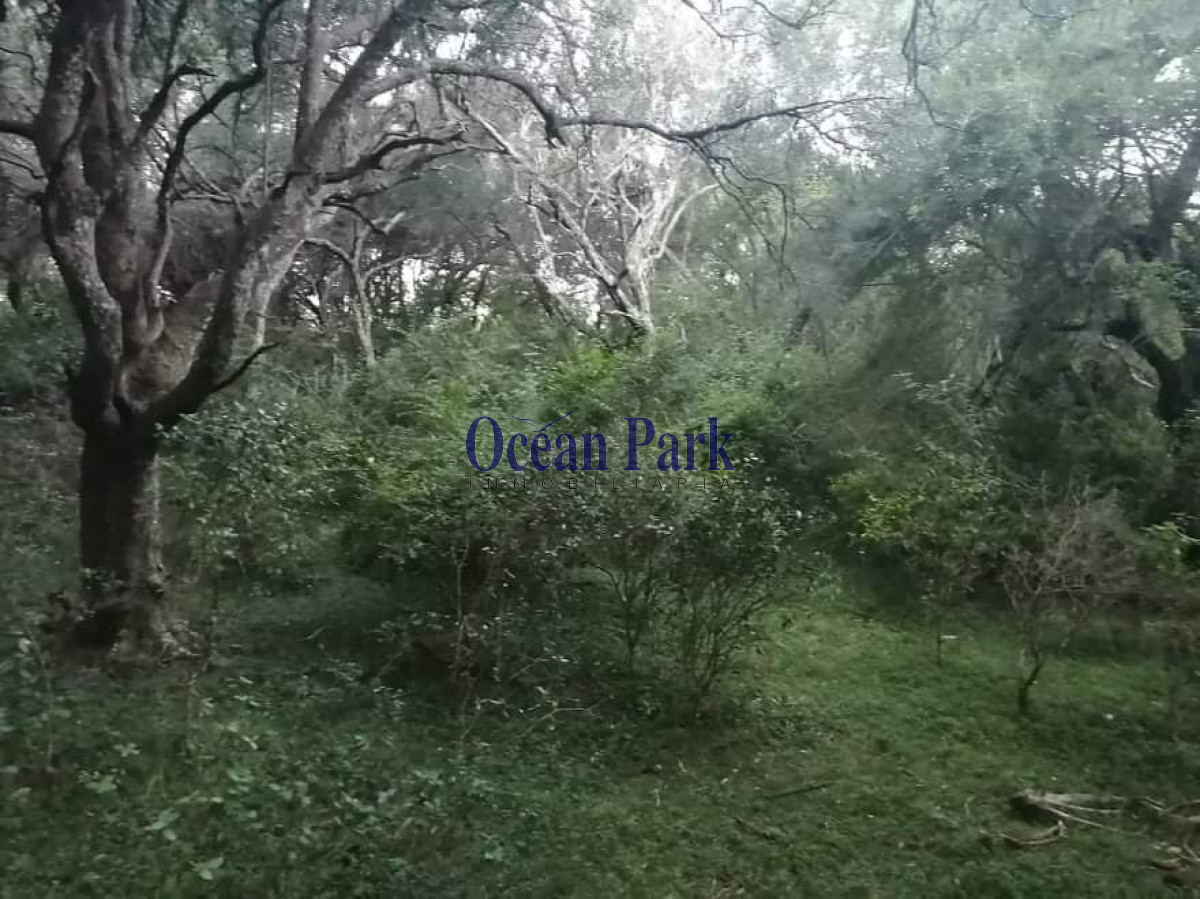 Chacra ID.303 - Espectacular chacra en sierra del carape
