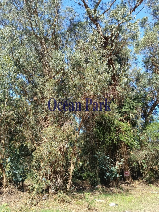 Terreno ID.300 - Amplio terreno en Sauce