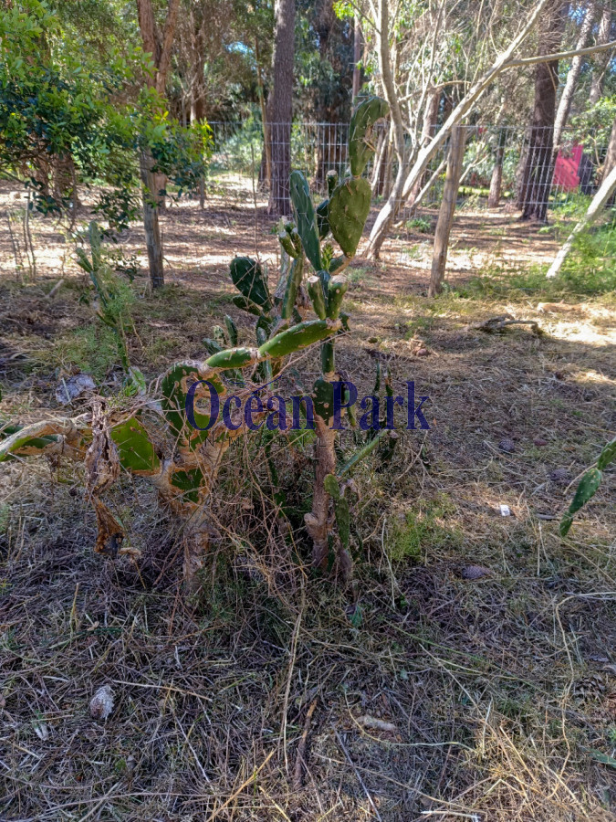 Terreno ID.146 - Terreno Mz 39 Sl21