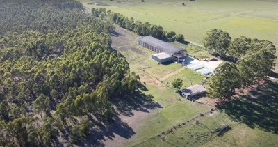 Venta Galpon Logistico Con 25 Has De Monte Eucaliptus Florida Uruguay