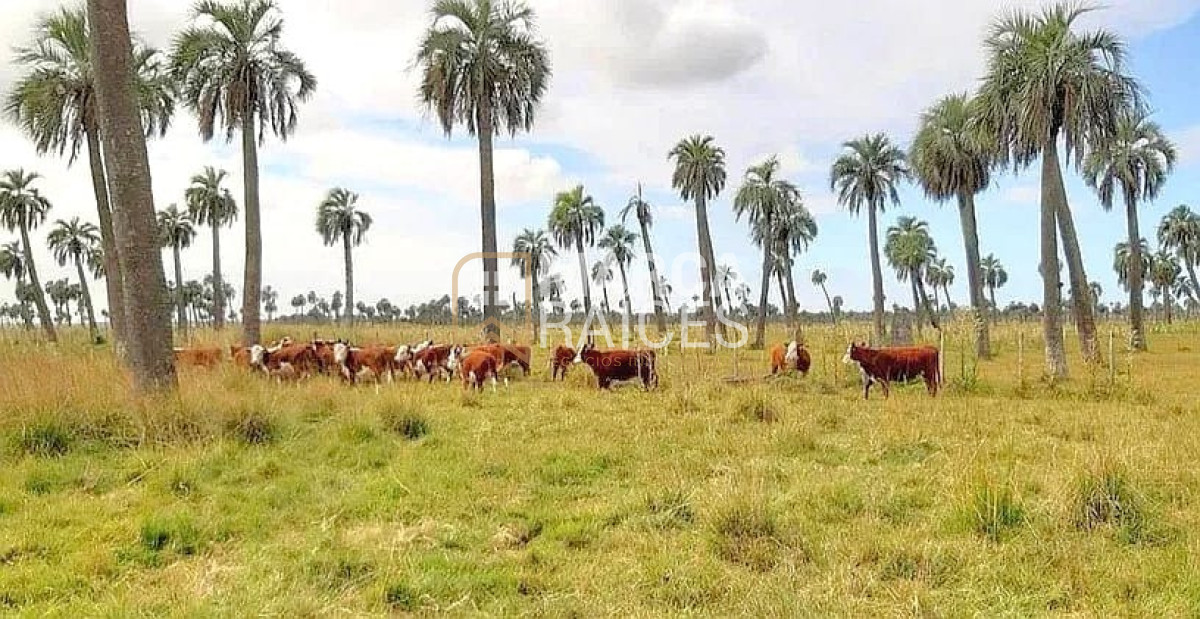 Campo Ref.1195 - Venta Campo Fraccionado Posibilidad de Dividir Rincón Bravo, Río San Luis Rocha Uruguay