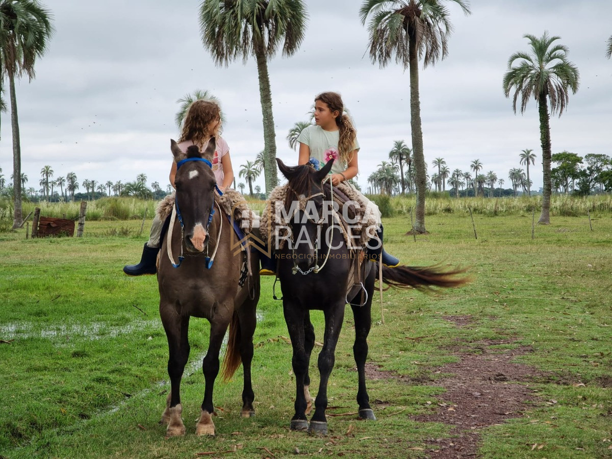Campo Ref.1195 - Venta Campo Fraccionado Posibilidad de Dividir Rincón Bravo, Río San Luis Rocha Uruguay