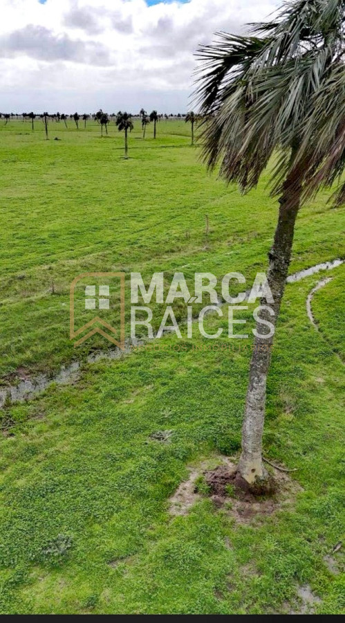 Campo Ref.1195 - Venta Campo Fraccionado Posibilidad de Dividir Rincón Bravo, Río San Luis Rocha Uruguay