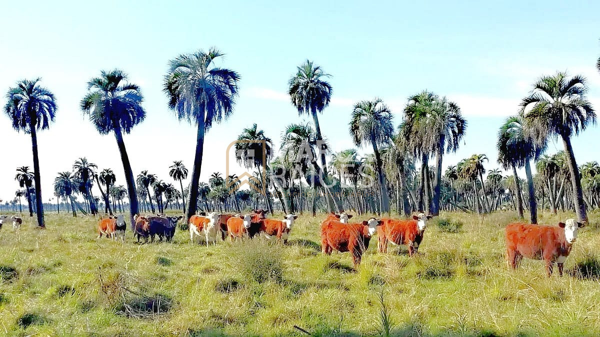 Campo Ref.1195 - Venta Campo Fraccionado Posibilidad de Dividir Rincón Bravo, Río San Luis Rocha Uruguay