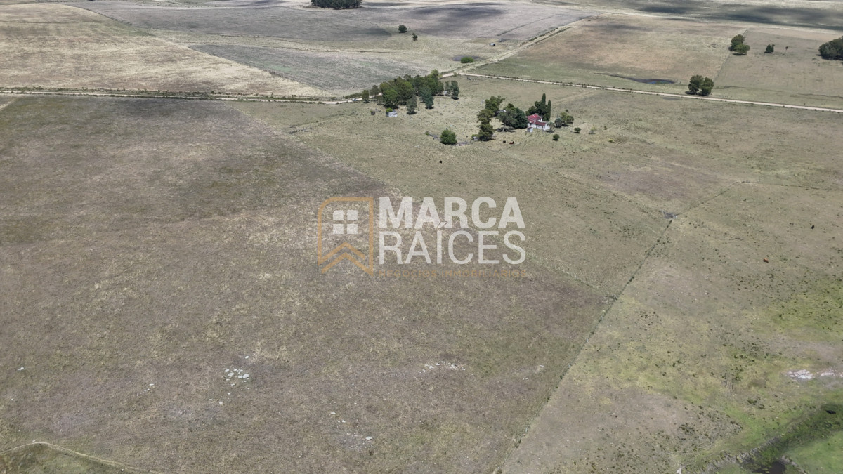 Campo Ref.1825 - Venta Establecimiento Productivo 135has Capilla del Sauce Departamento de Florida