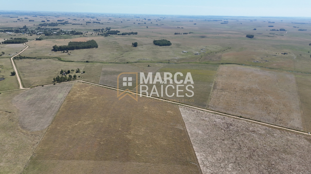 Campo Ref.1825 - Venta Establecimiento Productivo 135has Capilla del Sauce Departamento de Florida