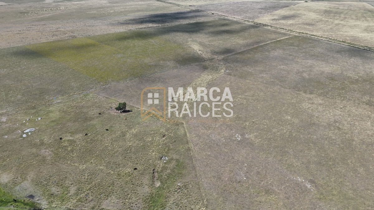 Campo Ref.1825 - Venta Establecimiento Productivo 135has Capilla del Sauce Departamento de Florida