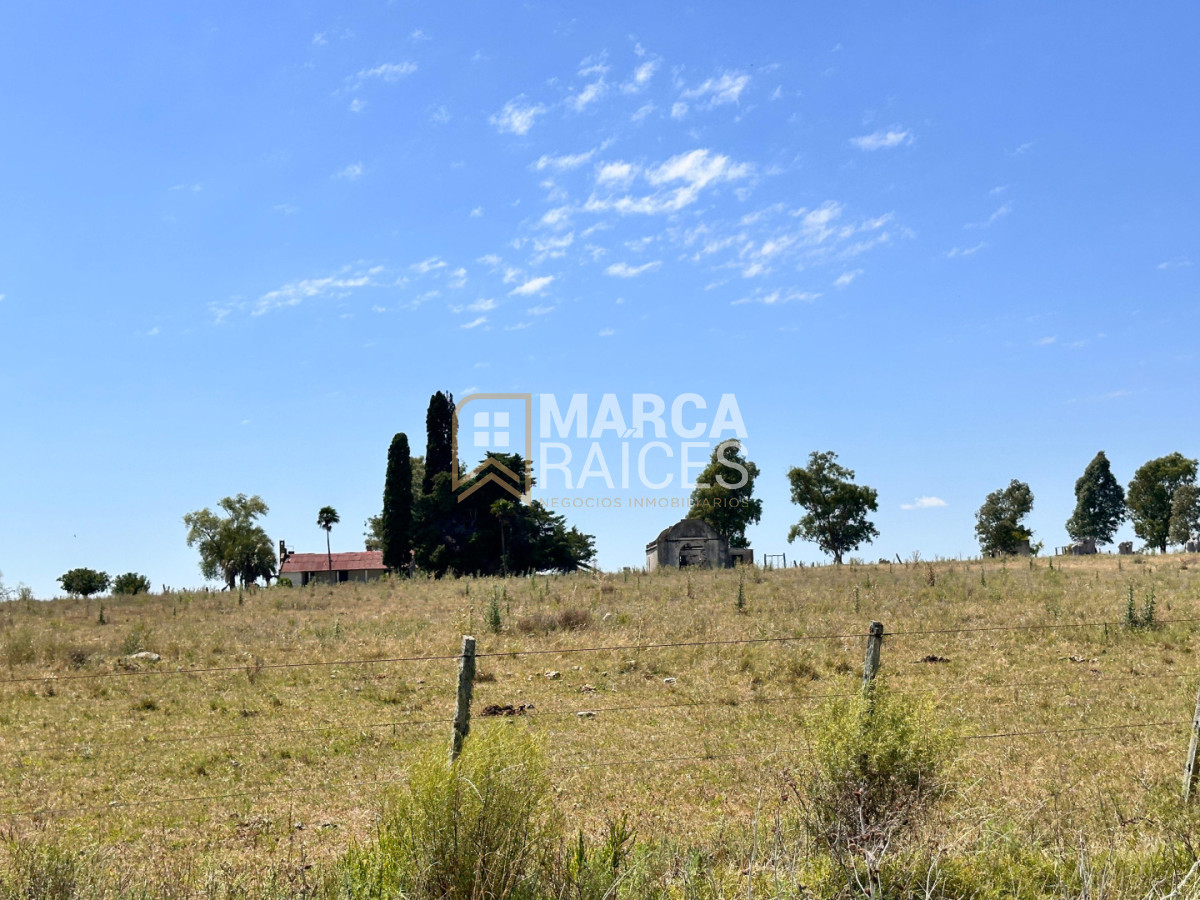 Campo Ref.1825 - Venta Establecimiento Productivo 135has Capilla del Sauce Departamento de Florida