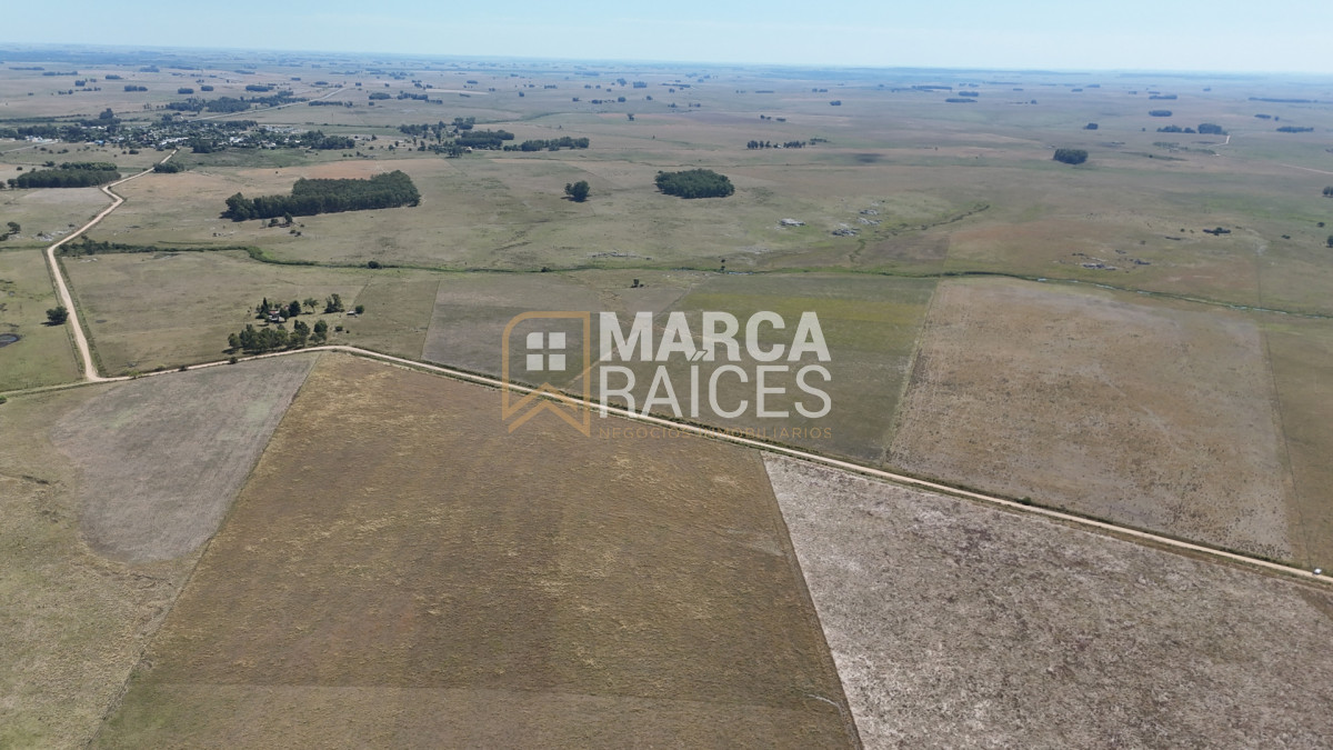 Campo Ref.1825 - Venta Establecimiento Productivo 135has Capilla del Sauce Departamento de Florida