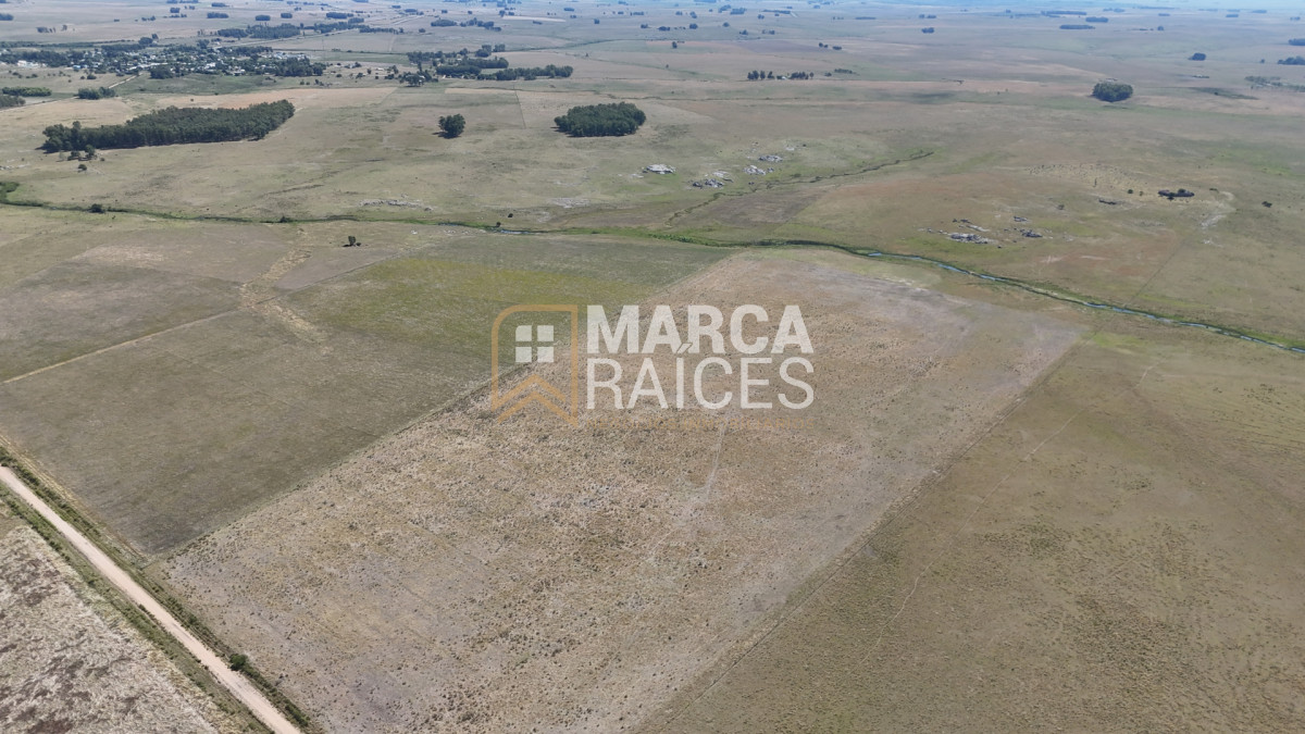 Campo Ref.1825 - Venta Establecimiento Productivo 135has Capilla del Sauce Departamento de Florida