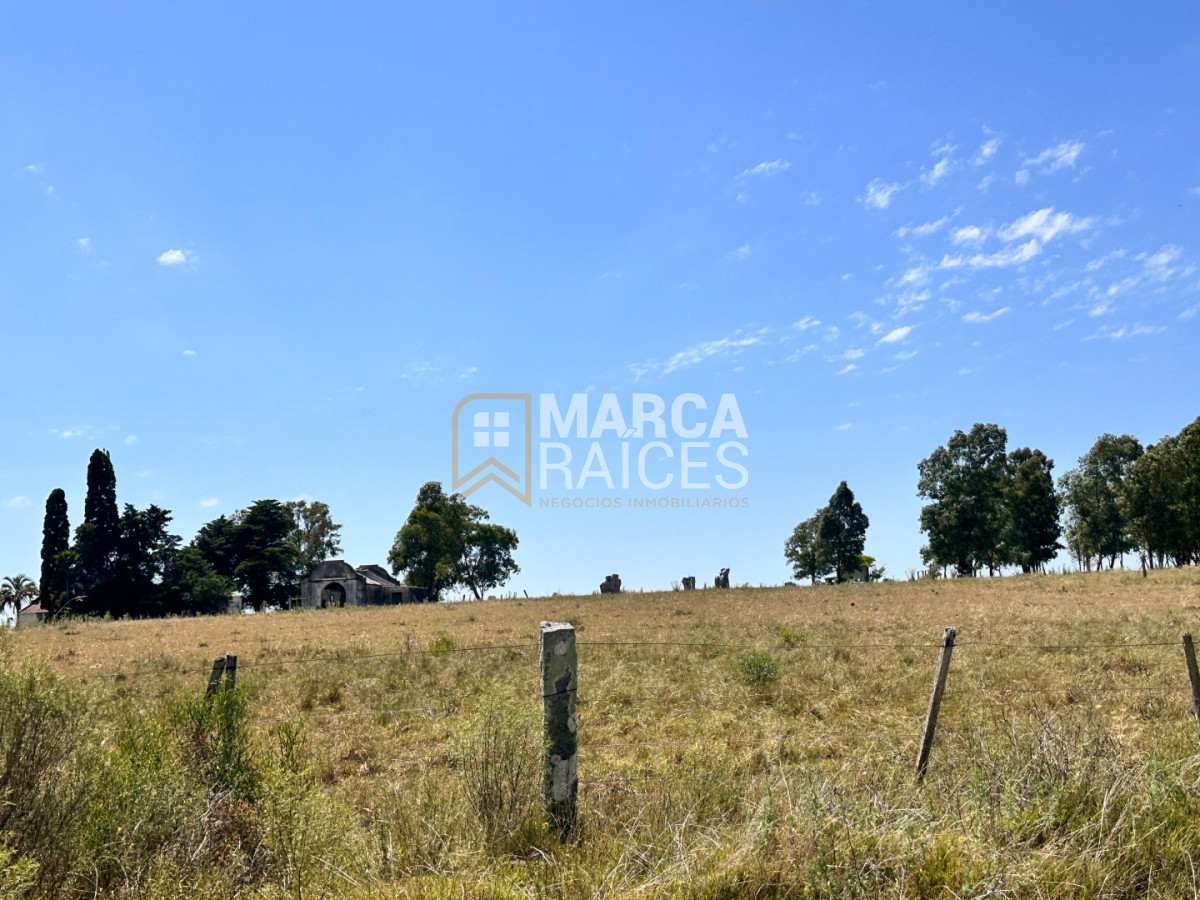 Campo Ref.1825 - Venta Establecimiento Productivo 135has Capilla del Sauce Departamento de Florida